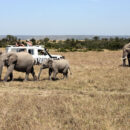 safari en Tanzanie