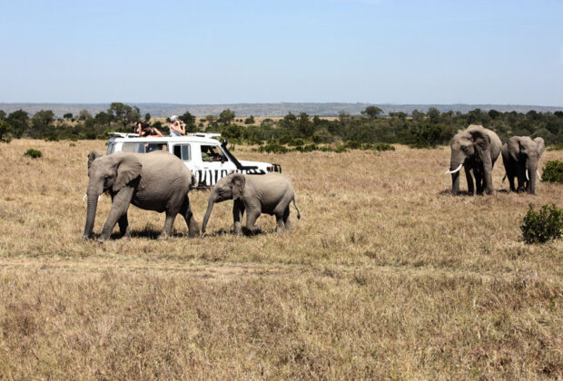 safari en Tanzanie