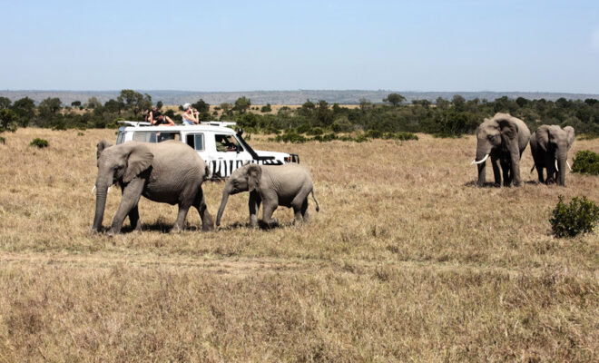 safari en Tanzanie