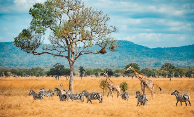 safari en ouganda