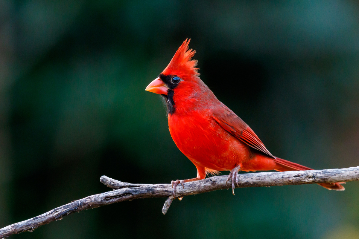 cardinal rouge