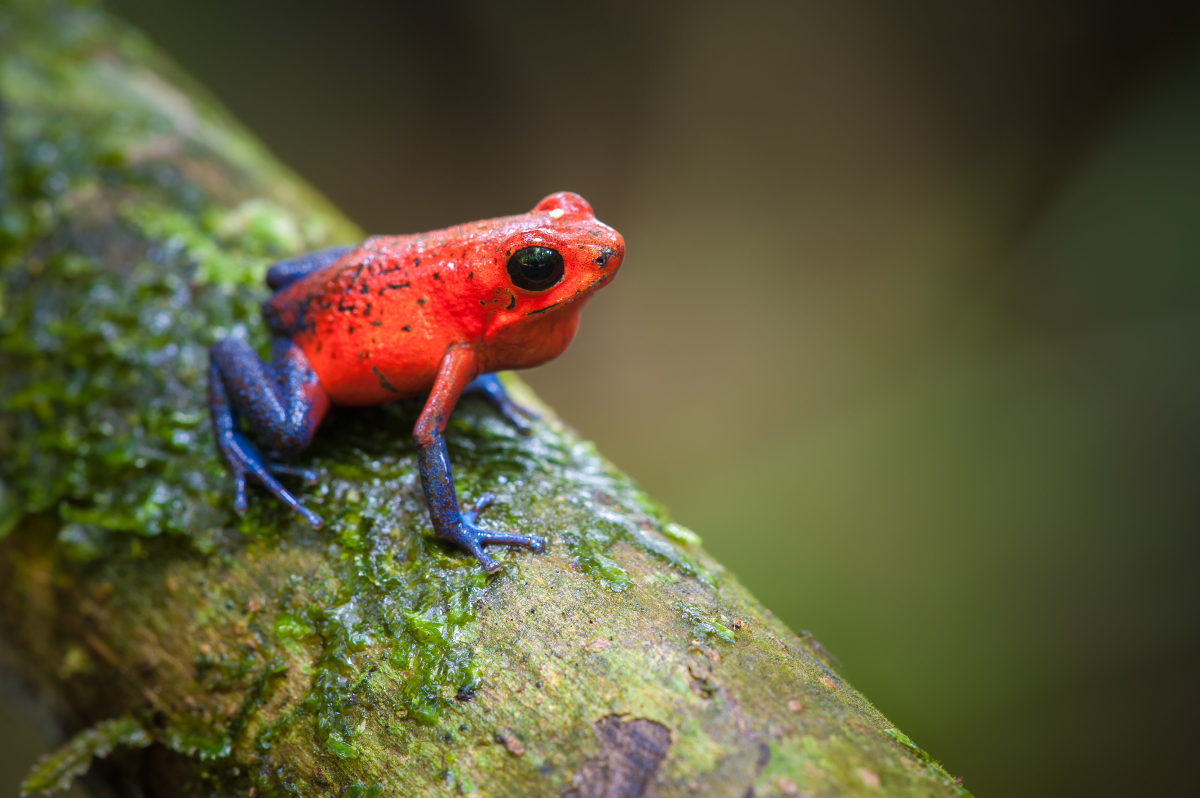 dendrobate fraise