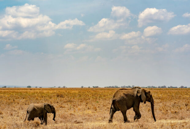 Tanzanie : découverte de la faune sauvage et des paysages époustouflants